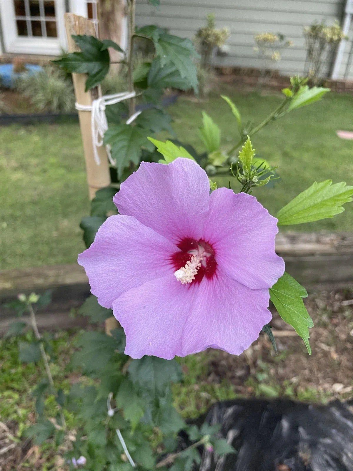 Rose of Sharon Hibiscus Live Plant 12”+ Tall Solid Purple Flowers Hibiscus syriacus