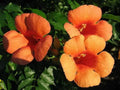 Hummingbird Trumpet Creeper Vine Seeds - Campsis Radicans - 25 Seeds - Vibrant Red Flowers for Gardens and Landscapes