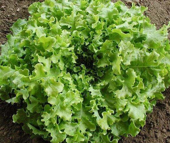 Fresh Salad Bowl Leaf Lettuce Seeds - 4g - Organic Heirloom Variety - Lactuca sativa