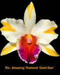 Rhyncholaeliocattleya Orchid Plant 4" Amazing Thailand ‘Gold Star’ - Beautiful Blooming Orchid for Home Decor