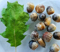 Eastern Black Oak Acorns Seeds (25) - Quercus velutina - Native Tree Seeds for Zones 4-8, 50-70 ft Mature Height