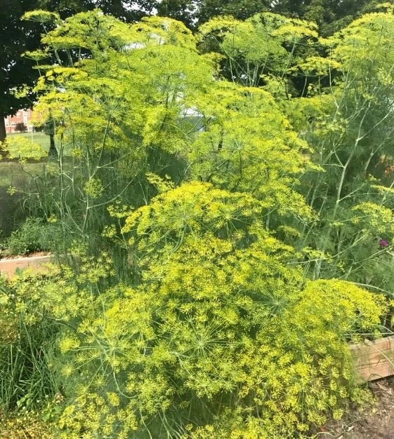 Long Island Mammoth Dill Seeds - 200+ Heirloom Non-GMO Organic Seeds - Anethum graveolens