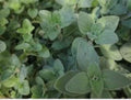 Oregano Seeds, 100 Seeds, Organic Culinary & Medicinal Herb, Origanum Vulgare