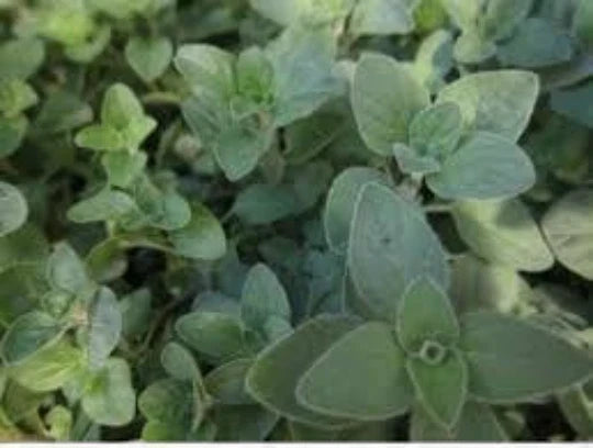 Oregano Seeds, 100 Seeds, Organic Culinary & Medicinal Herb, Origanum Vulgare