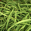 Kentucky Wonder Green Bush Bean Seeds 50 Ct Heirloom NON-GMO Vegetable Garden Seeds Phaseolus vulgaris