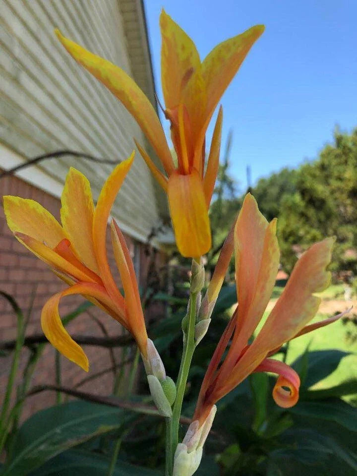 Peach Delight Canna Plant Rhizome - Tropical Aquatic Marginal - Canna indica