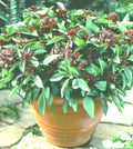 Siam Queen Basil Seeds - 50+ Seeds - High Yielding Annual - Ocimum basilicum - Perfect for Spring Planting