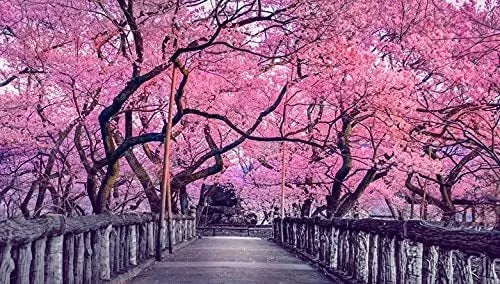 Sakura Tree Seeds - 10 Pack - Cherry Blossom - Prunus serrulata - Outdoor or Bonsai Planting