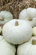White Harvest Pumpkin Seeds - Fresh Seeds for Planting - Cucurbita pepo