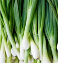 Onion Bunching Seeds - 155 Seeds - Tokyo Long White - Allium fistulosum - GroCo USA