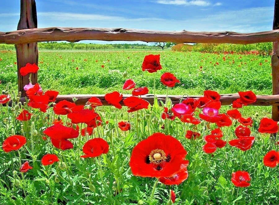 Red Corn Poppy Flower Seeds - 2000+ Pack - Native Wildflower for Garden or Container - Papaver rhoeas