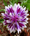 Purple Bachelor’s Button Seeds - 50 Annual Flower Seeds - Centaurea cyanus - Garden Planting Supplies