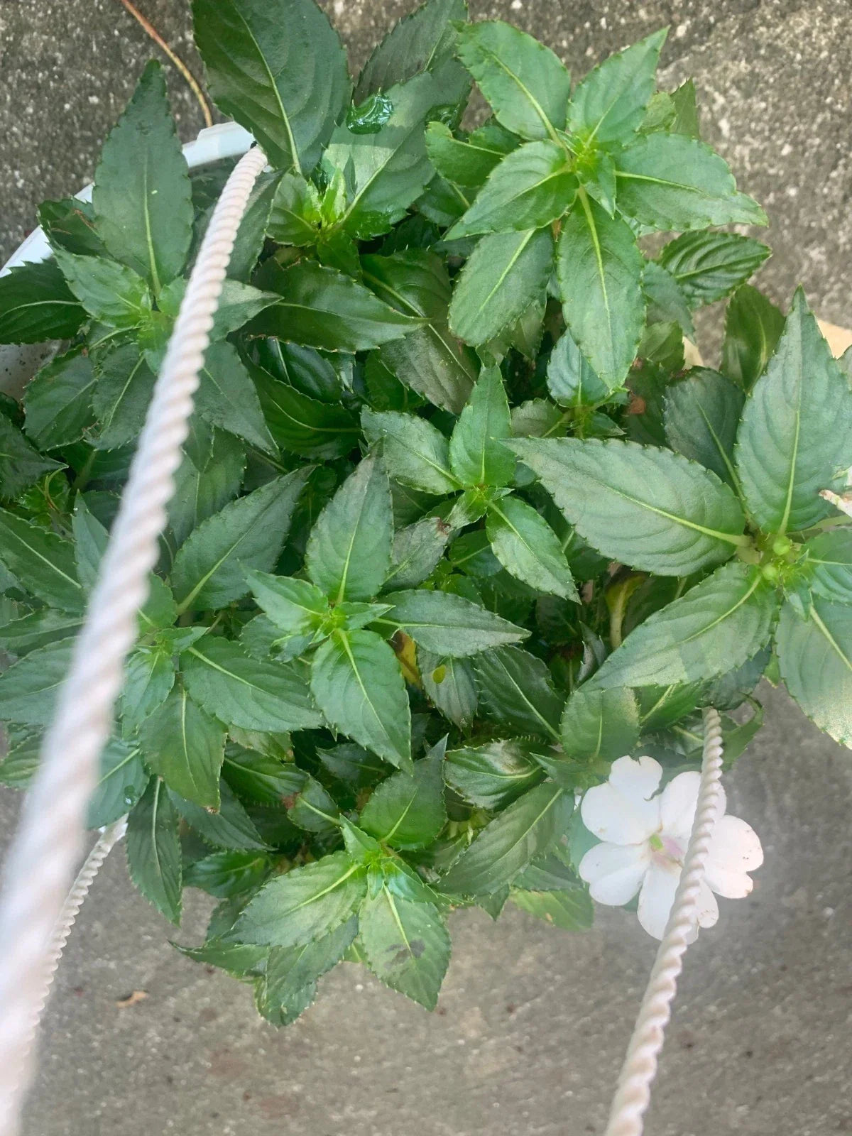 Rooted White Impatiens Plants in 6-Inch Basket | Perfect for Balcony, Yard, Outdoor Spaces | Impatiens walleriana