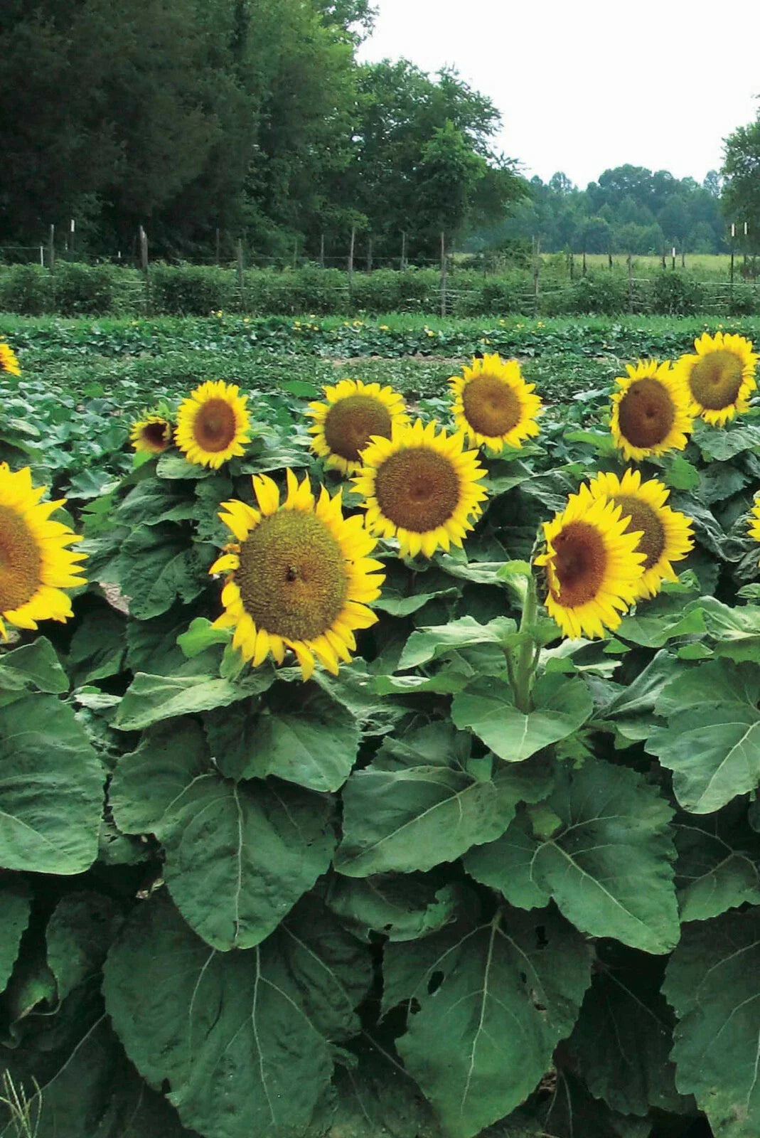 Dwarf Sunspot Sunflower Seeds - 50 Count - Exotic Flower Seed - Helianthus annuus