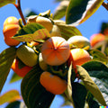 Persimmon Seeds - 5 Pack - Diospyros virginiana - Native Edible Fruit Tree - Free Shipping