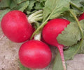 Crimson Giant Radish Seeds - Fresh Vegetable Seeds for Garden Planting - Raphanus sativus
