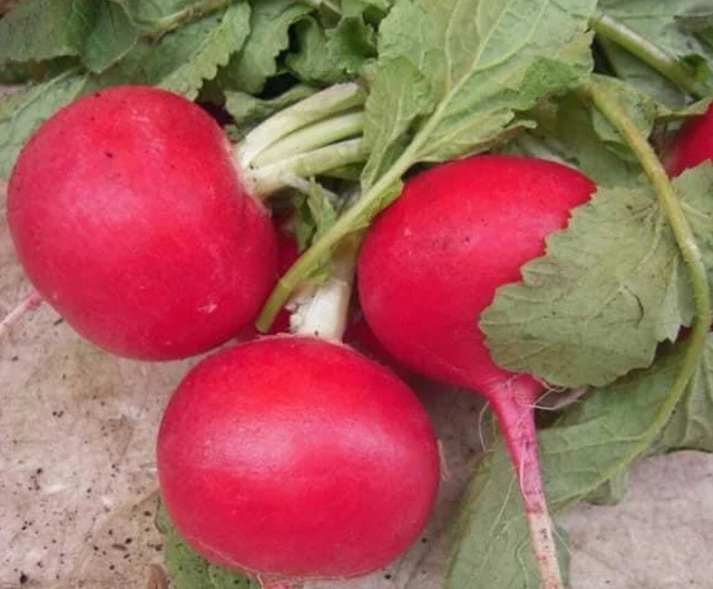 Crimson Giant Radish Seeds - Fresh Vegetable Seeds for Garden Planting - Raphanus sativus