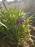 Live Hardy Louisiana Black Gamecock Iris - 4X Marginal Pond Plant for Water Gardens - Iris virginica