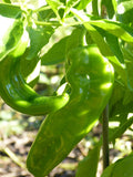 Hatch Lumbre Chili Pepper Seeds, NuMex, XXX Hot Green Chile, Ristra, Capsicum annuum, Free Shipping