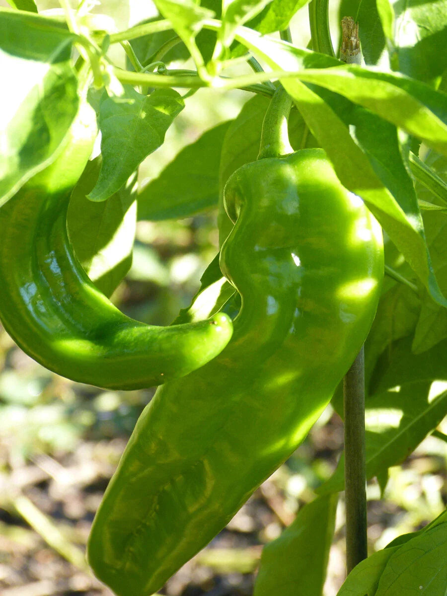 Hatch Lumbre Chili Pepper Seeds, NuMex, XXX Hot Green Chile, Ristra, Capsicum annuum, Free Shipping