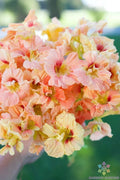 Salmon Gleam Nasturtium Seeds - 50+ Pack for Garden Planting - Tropaeolum majus - Fast Shipping USA
