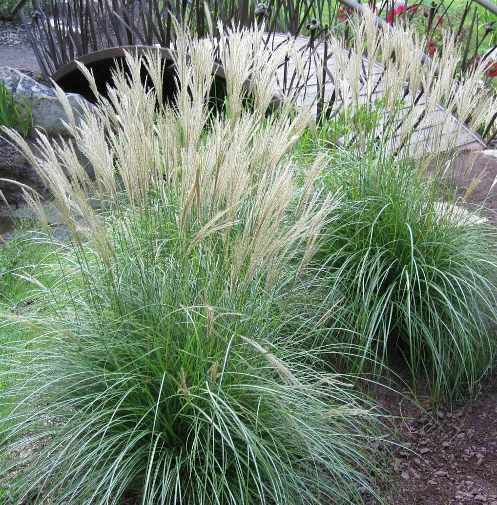 Adagio Maiden Grass Seeds - 20 Seeds - Miscanthus sinensis 'Adagio' - Ornamental Grass for Landscaping