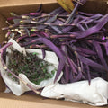 Huge Cuttings of Purple Heart Wandering Jew - Tradescantia Pallida Purpurea - 20 Pack