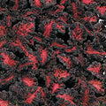 Coleus Seeds 40 Count - Black Dragon Variety - Fresh Coleus Seed for Gardening - Solenostemon scutellarioides