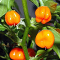Habanero Orange Heirloom Pepper Seeds, Non-GMO, 500 Seeds, Capsicum chinense