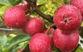 Wickson Crabapple 25 Seeds - Garden Planting Seeds - Malus 'Wickson' - USA