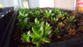 Succulent Leaf Cuttings 50 PCS Mixed Varieties for Rooting - Echeveria, Jade Plant, Sedum, Graptopetalum, Kalanchoe