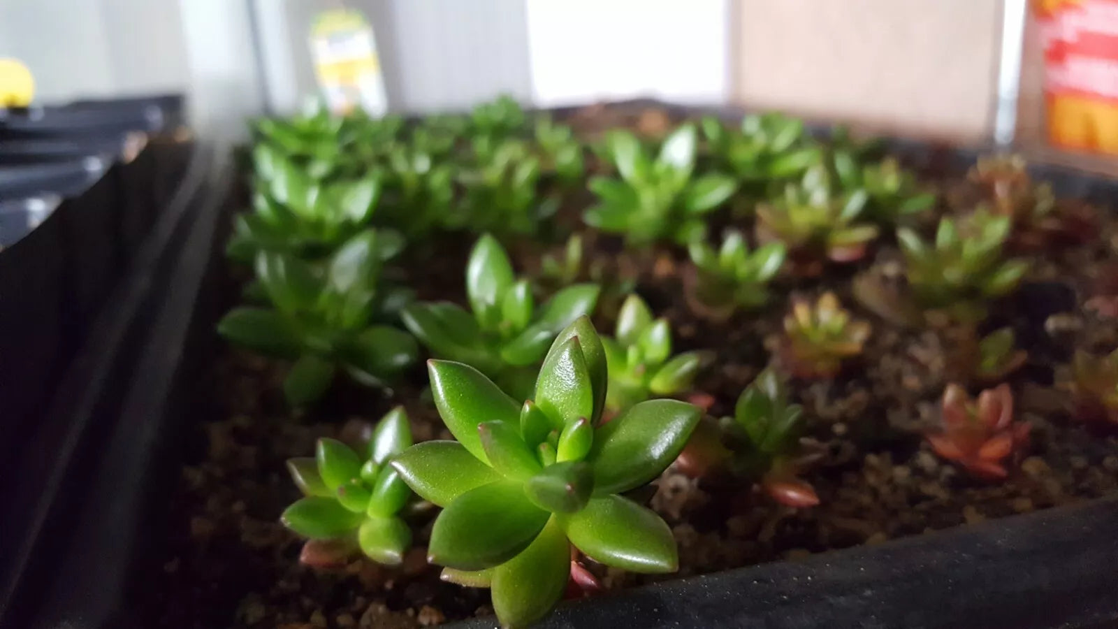 Succulent Leaf Cuttings 50 PCS Mixed Varieties for Rooting - Echeveria, Jade Plant, Sedum, Graptopetalum, Kalanchoe