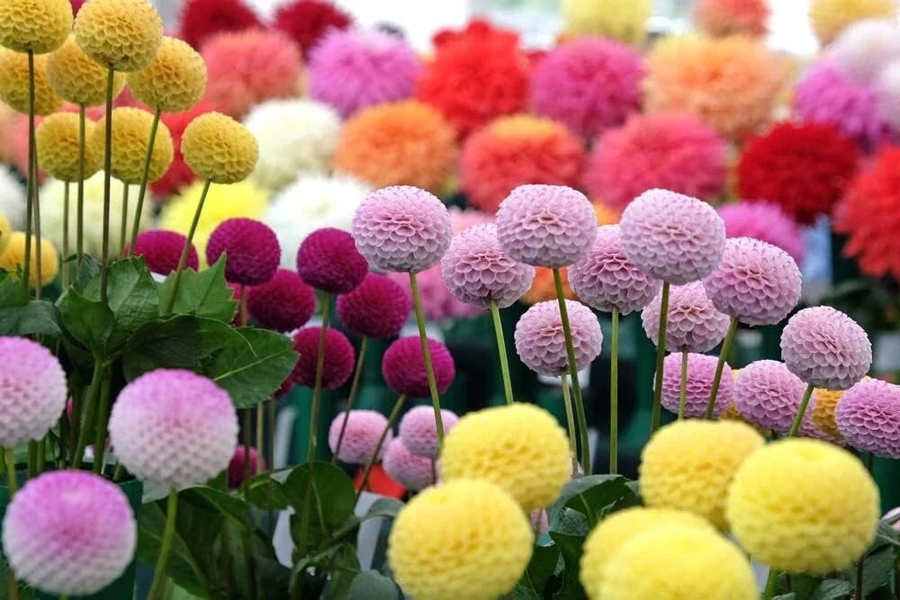 Dahlia Pom Pom Seeds - 100+ Mixed Color Seeds for Planting - Dahlia pinnata