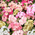 Phlox Seeds - Pastel Mix - Drummondii Annual - Perfect for 2025 Planting