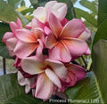 Rooted Cutting Plant - 2 ft Pink Rose Plumeria - Fragrant Tropical Plant - Plumeria rubra