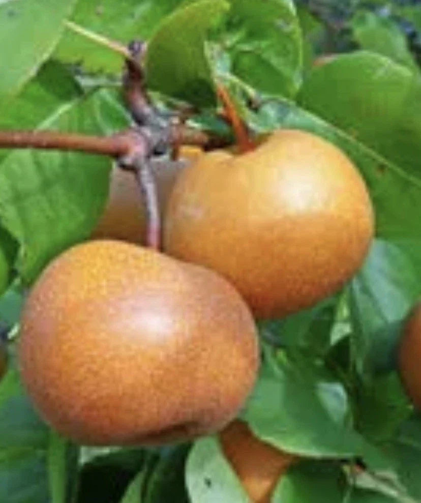 Chojuro Pear Cuttings - 4 Golden Brown Round Crispy Cuttings (No Roots) - Pyrus pyrifolia