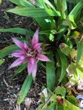 Guzmania MOONLIGHT Bromeliad Plant - Medium Tropical Houseplant - Exotic Indoor Decor - Guzmania spp.