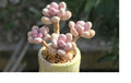 Mixed Succulent Seeds - Rare Lithops Living Stones Cactus - 50 Seeds for Home Plant Collection