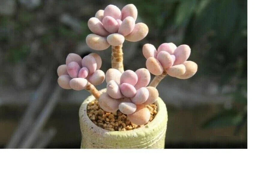 Mixed Succulent Seeds - Rare Lithops Living Stones Cactus - 50 Seeds for Home Plant Collection