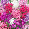 Dwarf Mix Phlox Seeds - 100+ Pack - Flowering Plants for Garden - Phlox subulata - USA