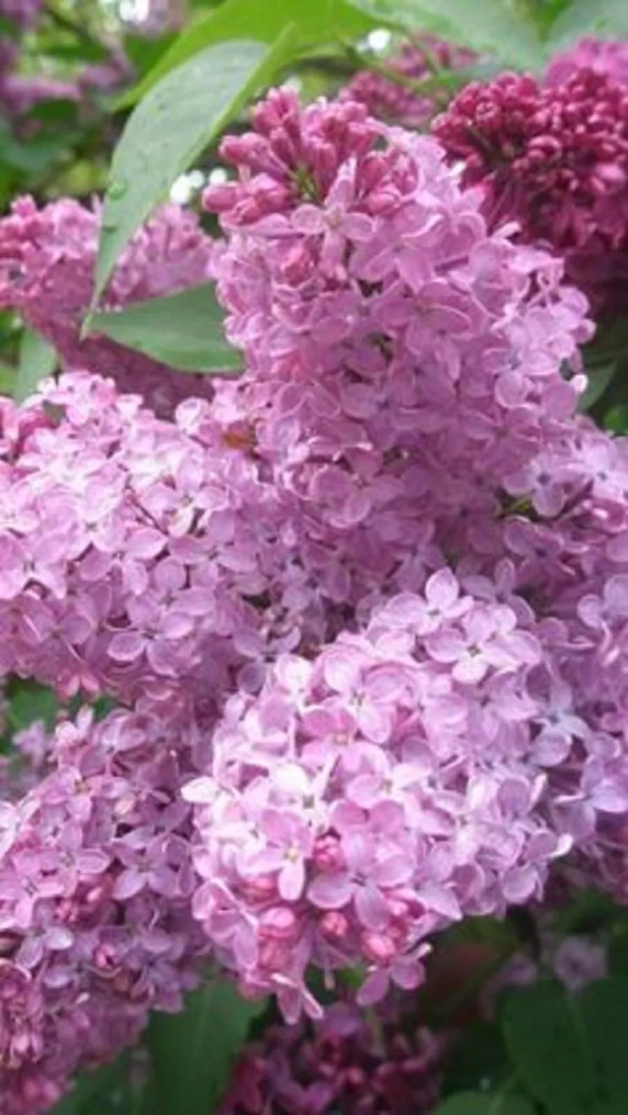 Heather Lilac Seeds - 25 Pack - Fragrant Perennial Flower - Calluna vulgaris - USA