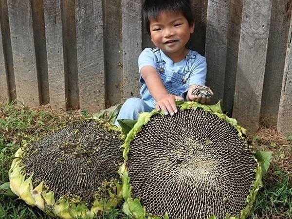 Giant Mongolian Sunflower Seeds - 25+ Non-GMO Heirloom Fresh Seeds - Helianthus annuus