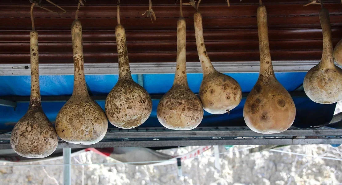 Dipper Gourd Squash Seeds - 25+ Pack - Ideal for Garden Planting - Lagenaria siceraria - USA Shipping Available