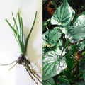Live 7" Alocasia Cucullata Chinese Dwarf Elephant Ear Bare Plant - Semi-Upright