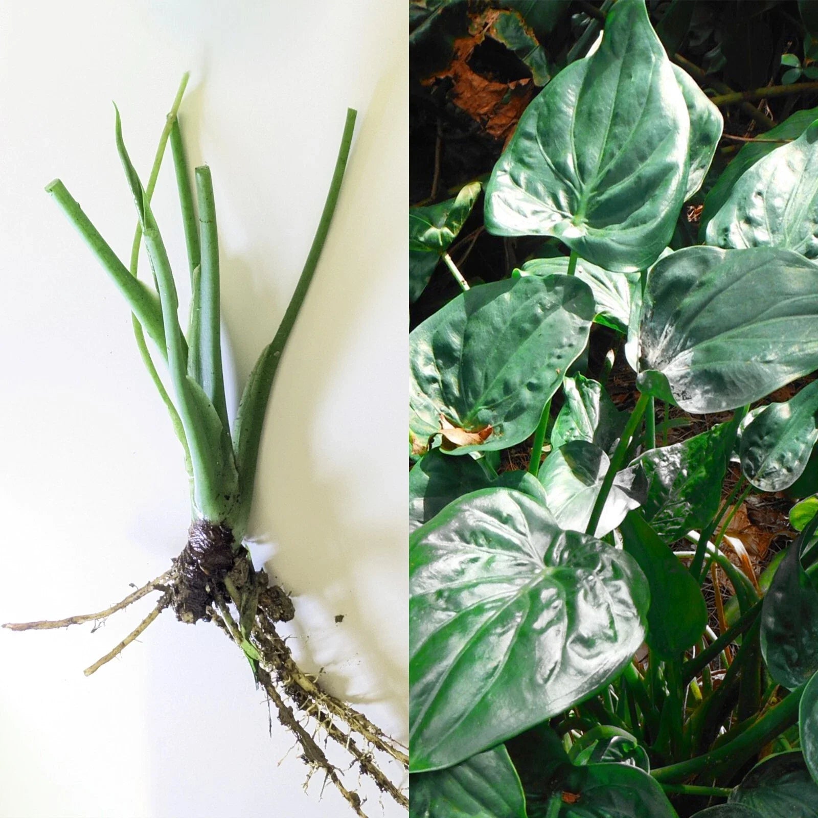 Live 7" Alocasia Cucullata Chinese Dwarf Elephant Ear Bare Plant - Semi-Upright