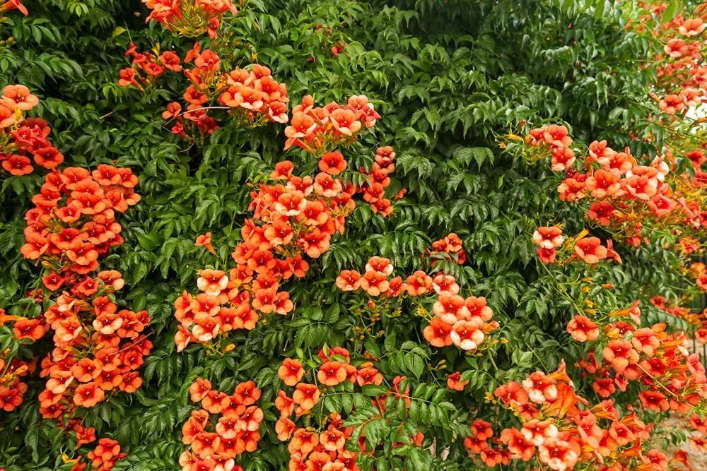 Orange Trumpet Creeper Vine Seeds - 25 Non-GMO Hummingbird Bush Seeds - Campsis radicans