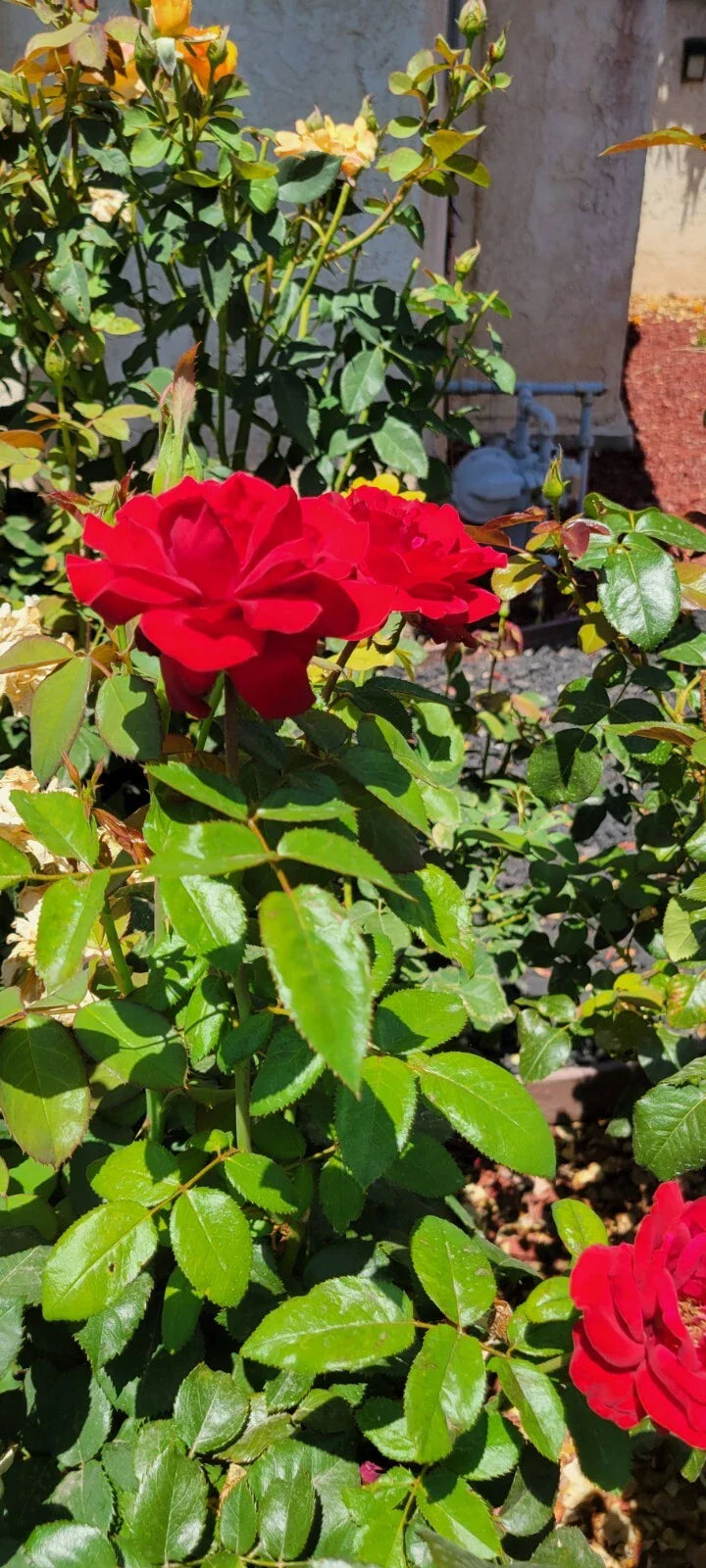 Dark Night Rose Cuttings - 4 Pack - Black Roses - Rosa spp.