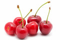 Sour Cherry Seeds - 10+ Pack - Tart Cherry Variety - Prunus cerasus - USA Grown, Fast Shipping for Garden Planting