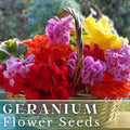 Geranium Seeds - Luster Mix - Fragrant Flower Seeds - Non-GMO - 100+ Premium Seeds for Gardening