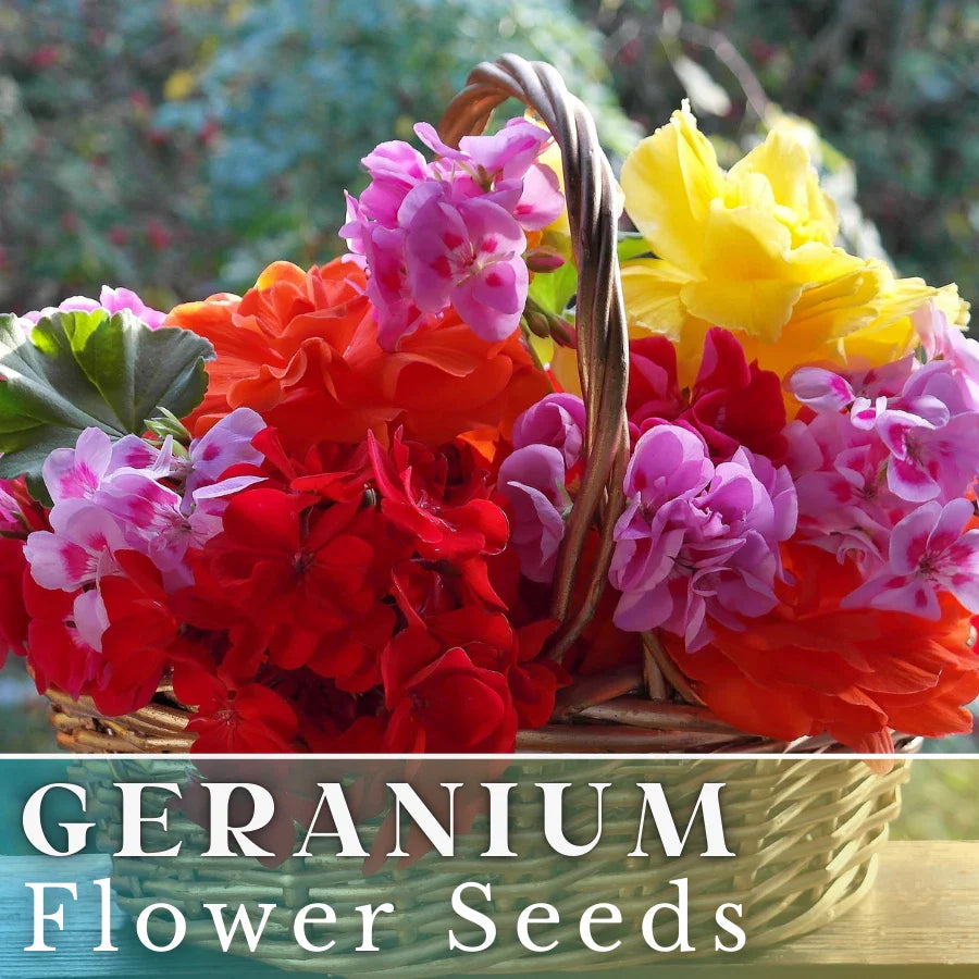 Geranium Seeds - Luster Mix - Fragrant Flower Seeds - Non-GMO - 100+ Premium Seeds for Gardening